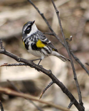 Male Yellow-rumped Warbler