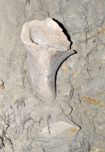 Leg Bone in Permafrost Tunnel