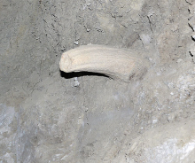 Steppe Bison horn in Permafrost Tunnel