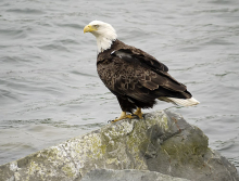 Bald Eagle, Dutch Harbor, AK