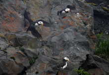 Horned Puffins, Dutch Harbor