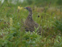 Rock Ptarmigan, Dutch Harbor