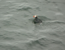 Tufted Puffin, Bering Sea