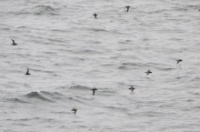 Short-tailed Shearwaters, Bering Sea