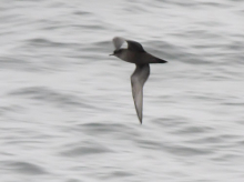 Short-tailed Shearwater, Bering Sea