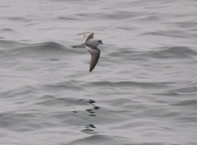 Fork-tailed Storm-Petrel, Being Sea 