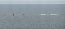 Minke Whale Breaching Composite