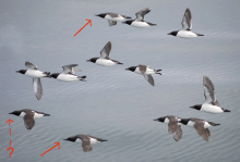 Common & Thick-billed Murre Flock