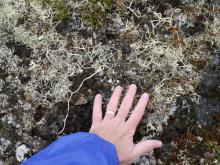 Alpine Tundra, Nanortalik, Greenland