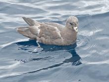 Northern Fulmar On Water