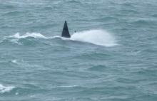 Orca Dorsal Fins