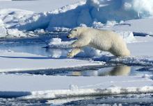 Leaping Polar Bear