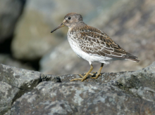 Rock Sandpiper