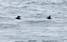 Tufted Puffins