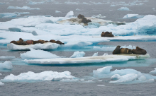 Walruses on Ice Floes, North Chukchi Sea