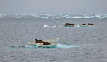 Walruses on Ice Floes, North Chukchi Sea