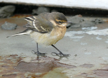 Juvenile Eastern Yellow Wagtail