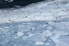 Weddell Seals