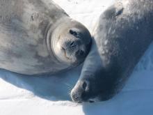 Weddell Seal mom and pup 