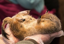 Hibernating ground squirrel