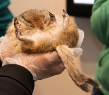 Hibernating ground squirrel