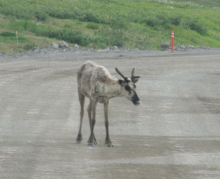 Caribou