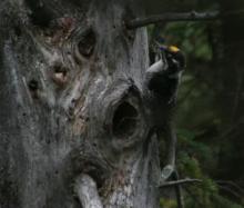 Three-toed woodpecker