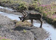 caribou