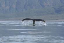 Humpback whale in Aialik Bay, Kenai Fjords National Park.