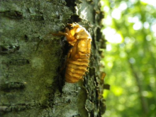 Exoskeleton on tree