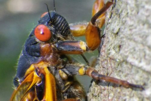 Cicada closeup