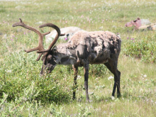 Molting Caribou