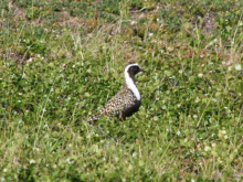 American Golden Plover