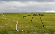 Water Track in Imnavait Valley.