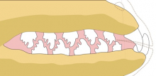 Crabeater seal teeth diagram