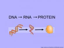 Central dogma diagram