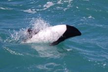 Commersons dolphin beak