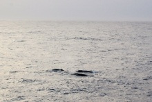 Humpback Trio