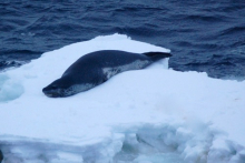 Lazy leopard seal