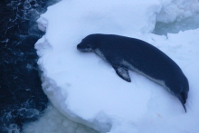 Leopard seal head lift