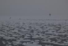 Pancake Ice and Antarctic petrels