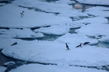 Adelie penguin retreat