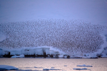 A waddle of penguins