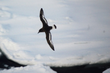 Antarctic petrel