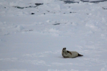 Weddell seal resting