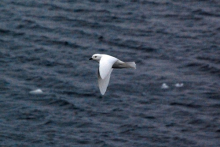 Snow petrel in flight