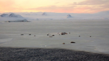 Crabeater seals on fast ice