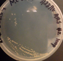 Bacteria colonies