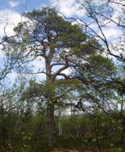 Scots pine