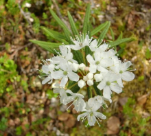 Labrador Tea